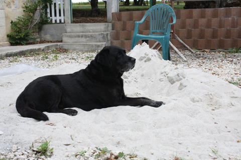 Sidney a beach lover finds the next best thing