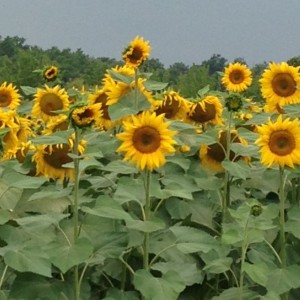 La Giraudiere Volunteers view sunflowers on way to Bordeaux Sunflowers of Bordeaux
