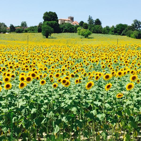 Sun flowers in Brossac